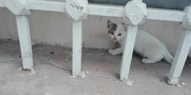 Bak şu yavru kedinin yaptığına
