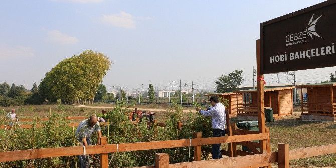 Gtü’de ’Hobi Bahçeleri’ Projesinde Hasat Dönemi Başladı