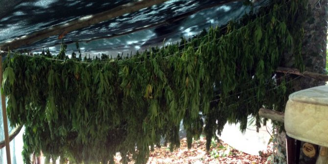 Sakarya’da 31 kilogram kubar esrar ele geçirildi