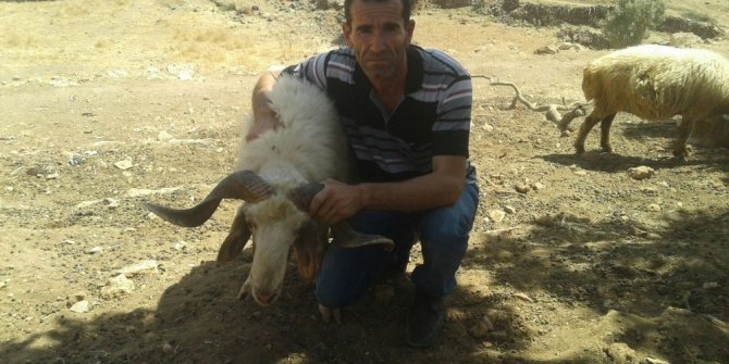 Midyat’ta kurbanlıklar satışa çıktı