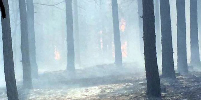 Malatya’da orman yangını