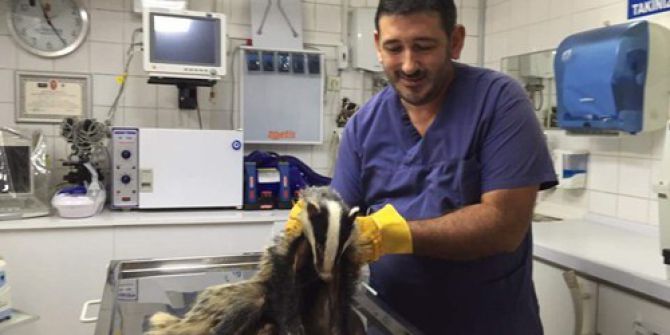 Yaralı Porsuk Sağlığına Kavuştu