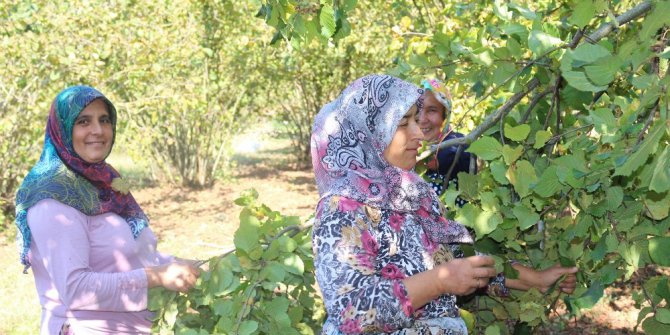 Ege türküleri ile fındık hasadı