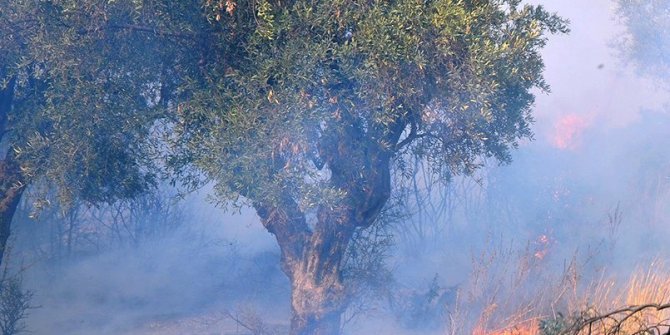 Elektrik hatlarından çıkan yangınlara emsal karar Aydın’dan