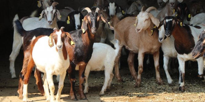 Bu keçinin eti kolesterole ve diyabete iyi geliyor