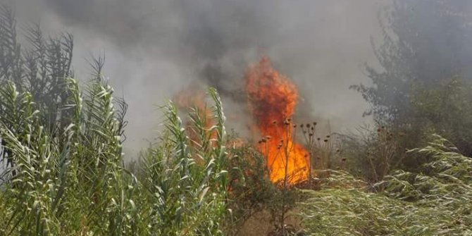 Karpuzlu’da 10 dönüm zeytinlik alan yangında zarar gördü