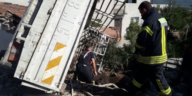 Hayvan yüklü kamyonet devrildi, 3 hayvan telef oldu