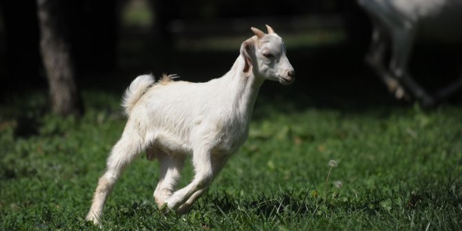 Hayvan Barınağı’nın keçilerine bayram öncesi yoğun talep