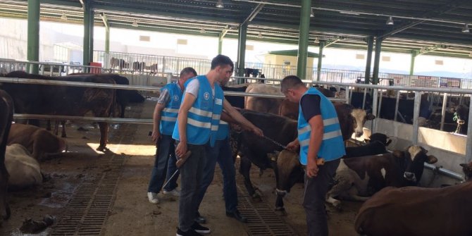 Belediyenin ’Boğa Timi’ kurbana hazır