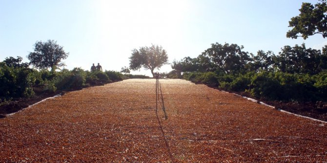 Peygamber üzümü ‘altın’ gibi parlıyor