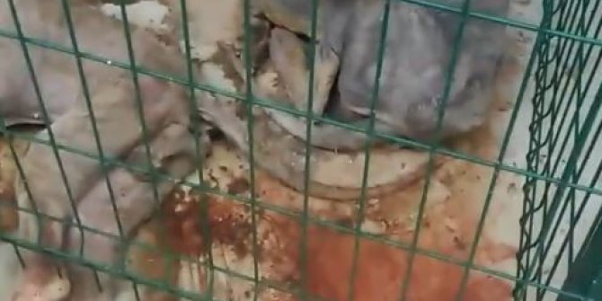 Hayvan barınağının görüntüleri hayvanseverleri ayağa kaldırdı