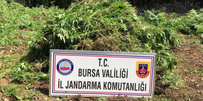 Jandarmadan 4 milyon 500 bin liralık uyuşturucu operasyonu
