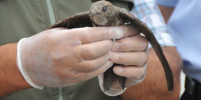 Bafra’da ebabil kuşu yakalandı