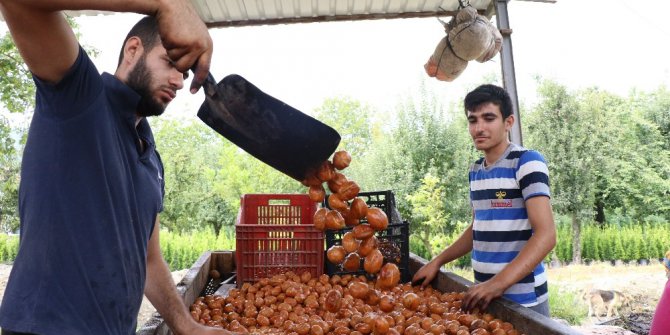 Geleceğin en güzel yatırımı ’ceviz’