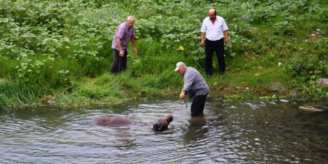 Irmağa düşen sahipsiz atı vatandaşlar kurtardı