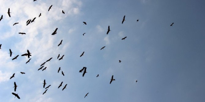 Sonbahar habercilerinin uzun yolculuğu başladı