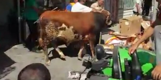 Sahibinden kaçan kurbanlık tosun tatlıcı dükkanına daldı