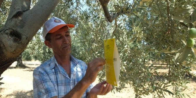 Burhaniye’de zeytin sineği sayımına başlandı