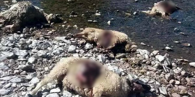 Erzincan da kurtların saldırdığı sürüde 80 koyun telef oldu