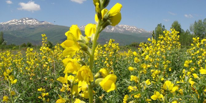 Aydın’ın biyolojik zenginliği kayıt altına alınacak
