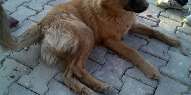 Hayvanseverlere çağrı