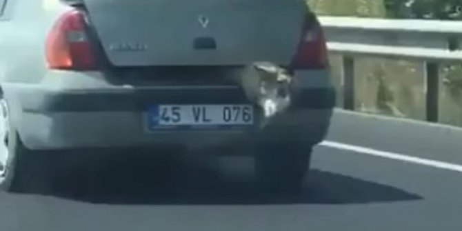 Bagajda koyun taşıyan sürücüye sosyal medyadan tepki