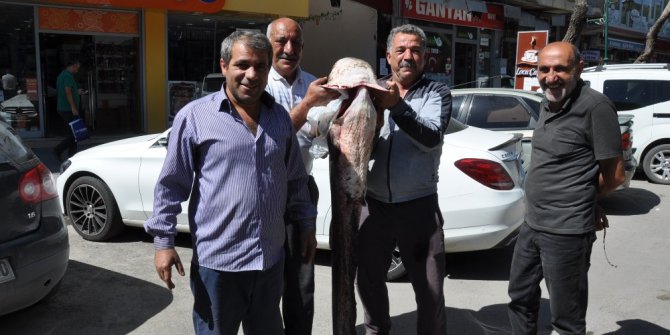 Kars’ta 40 kiloluk yayın balığı yakalandı
