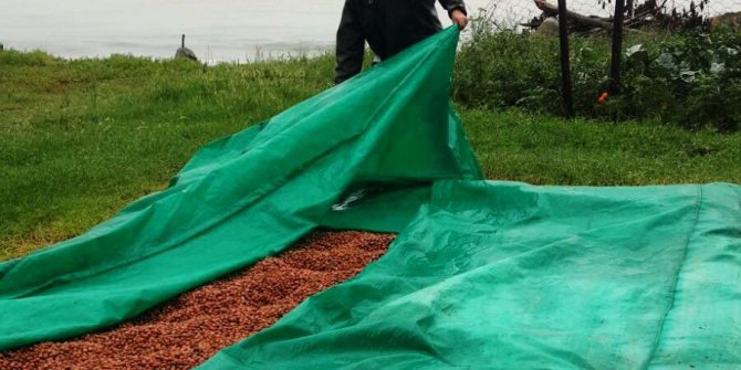 Fındık üreticisinin yağmur çilesi