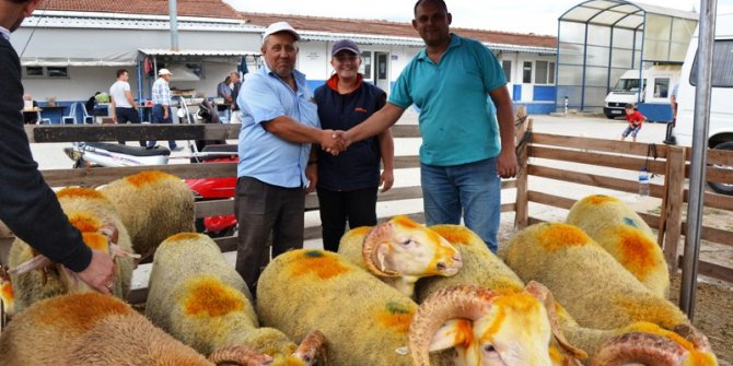 Biga’da canlı hayvan borsası canlandı