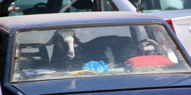 Kurbanlıkların otomobil yolculuğu