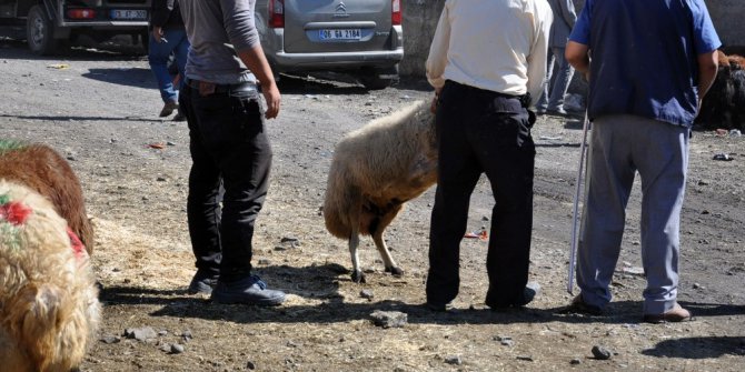 700 kiloluk Mercan 11 bin liraya satıldı