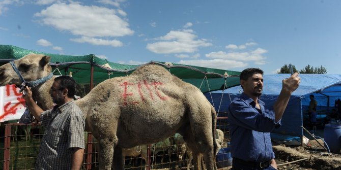 700 kiloluk kurbanlık deve alıcısını bekliyor