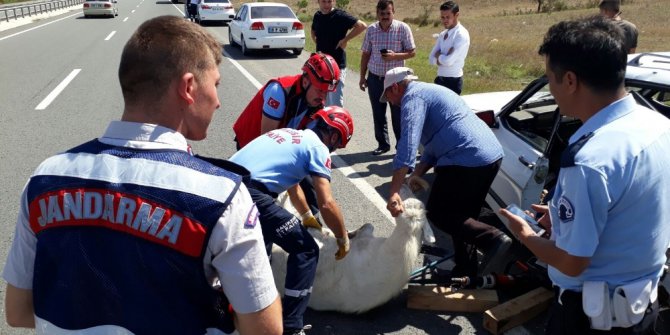 Yok böyle bir kaza...Kazada sıkışan keçiyi itfaiye kurtardı