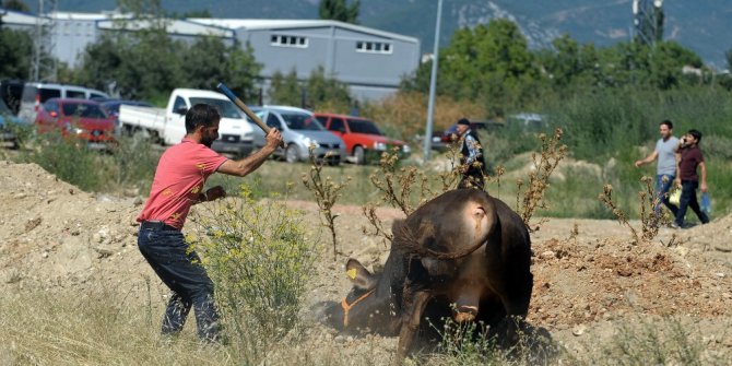 Kaçan boğa kısa sürede yakalandı