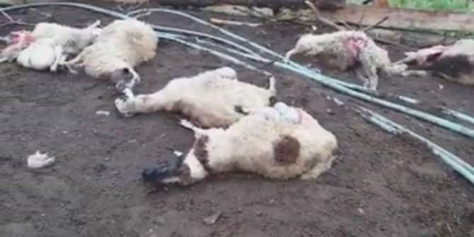 Kurtlar ahırda 14 koyunu telef etti