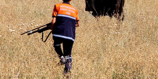 Erzurum’da kaçan kurbanlık dana 1 çocuğu hastanelik etti