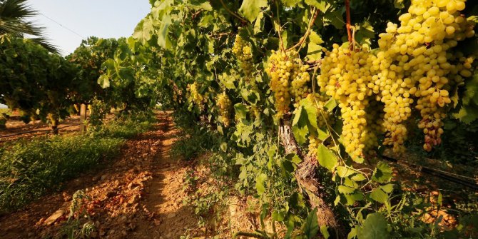 Üzüm bağlarından tenor sesleri yankılanacak