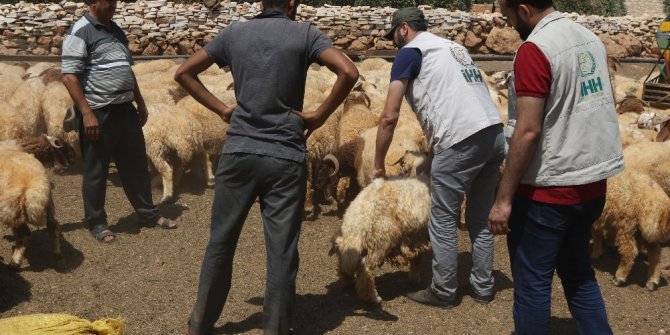 İHH Suriye’de kurbanlık alımlarını tamamladı