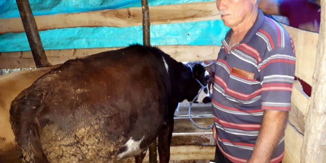 Polis çalıntı kurbanlıkları bulup sahiplerine teslim etti