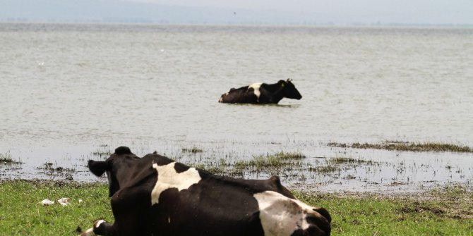 İneklerin plaj keyfi