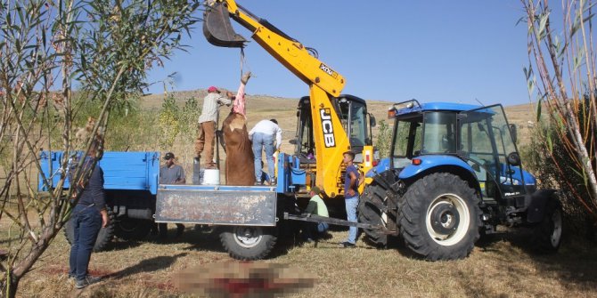Ağrı’da bağlı olduğu halatı koparan dana köyü birbirine kattı