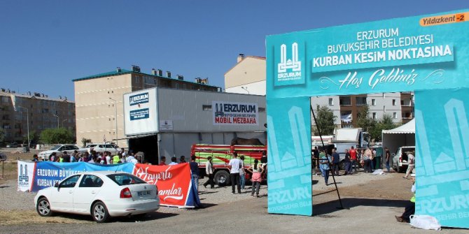 Erzurum’da ‘Angus’ cinsi kurbanlık güçlükle kesilebildi