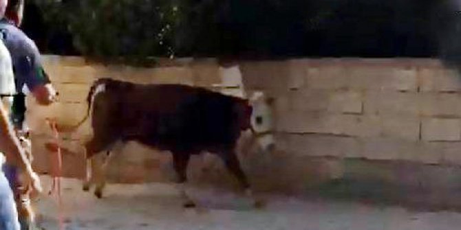 Gaziantep’te kaçan dana zor anlar yaşattı