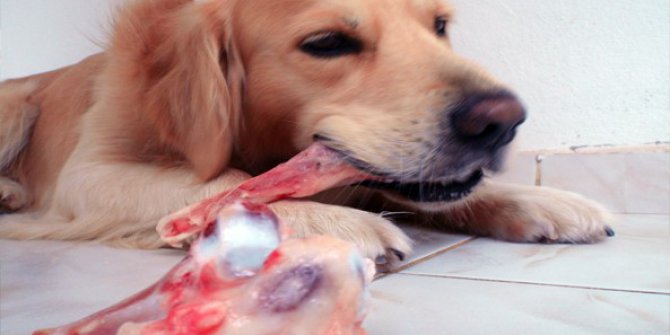 Çöpe atılan sakatatlar hastalığa davetiye çıkartıyor