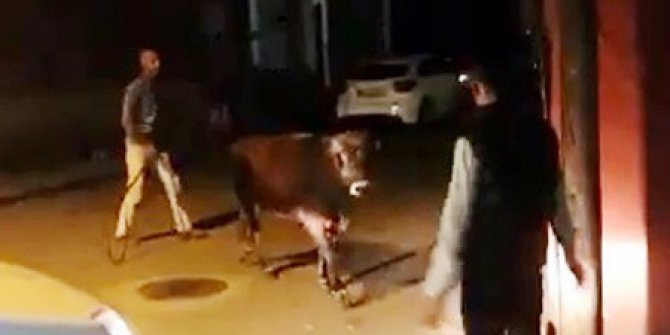 Çılgın boğa kamyona yüklenirken kaçtı
