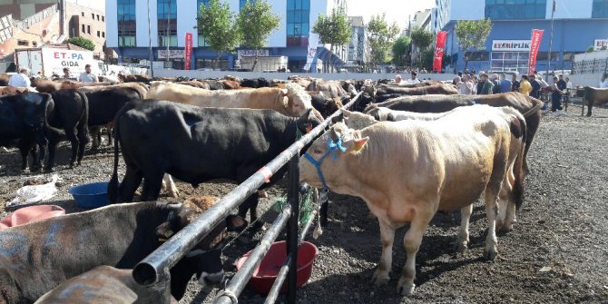 Güngörenli vatandaşlar kurbanlıklarını belediyenin tesisinde kesti