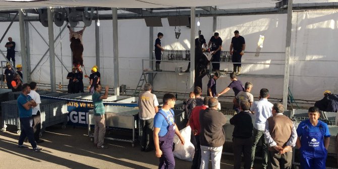 Sultanbeyli Belediyesi kurban satış ve kesim alanında vatandaşlara hizmet veriyor