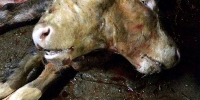 Denizli’de çift başlı buzağı doğdu