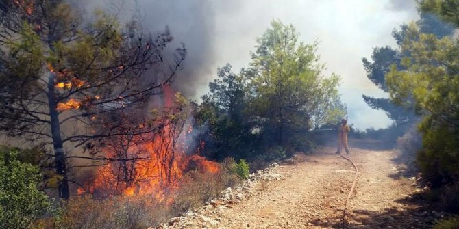 Akbük Koyu’nda orman yangını