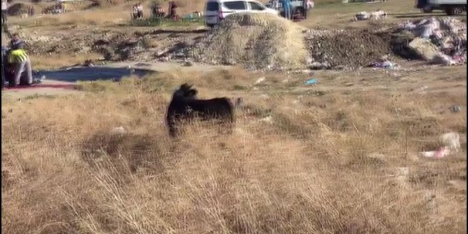 Sahibinin elinden kurtuldu, bir saat kovalamaca yaşattı